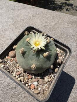 Lophophora fricii weiß blühend